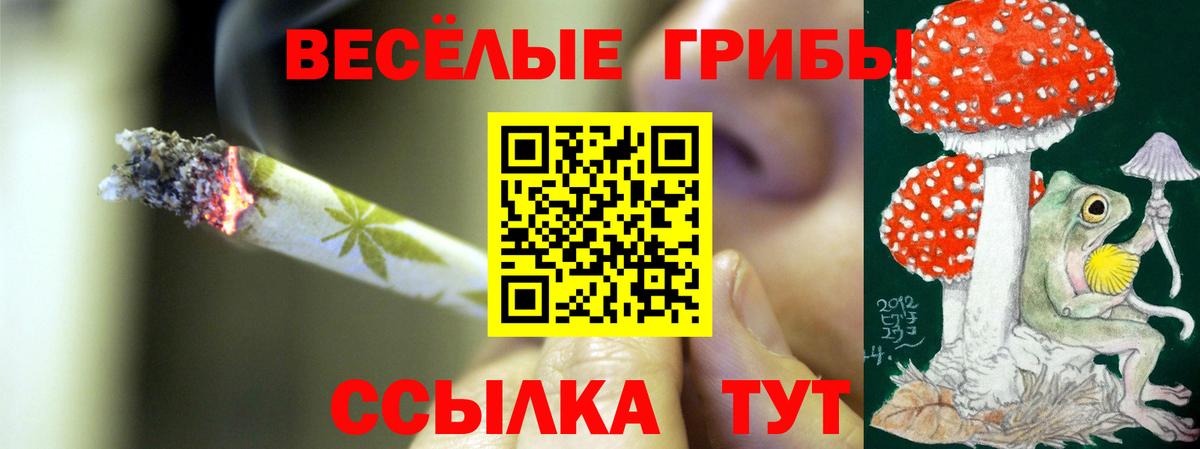 Псилоцибиновые грибы Psilocybine cubensis Нальчик